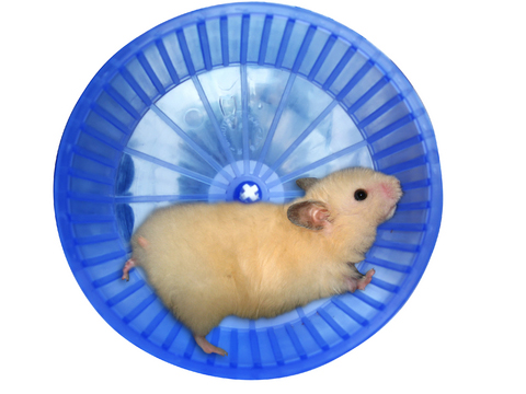 hamster-wheel.jpg